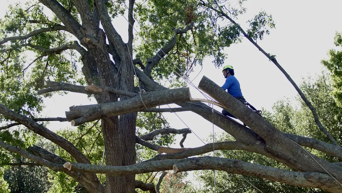 Professional Crown Thinning performed by certified arborists in Ione