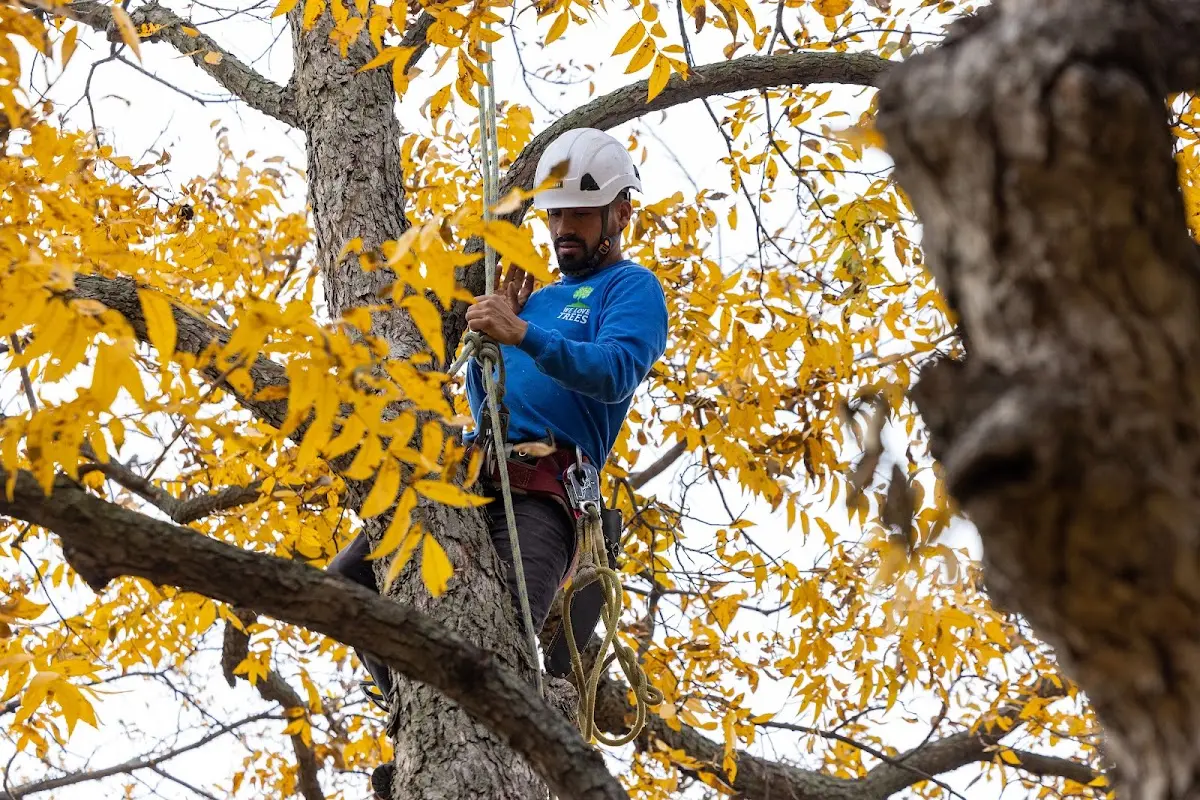 Skilled Storm Damage Cleanup crew working in Ione